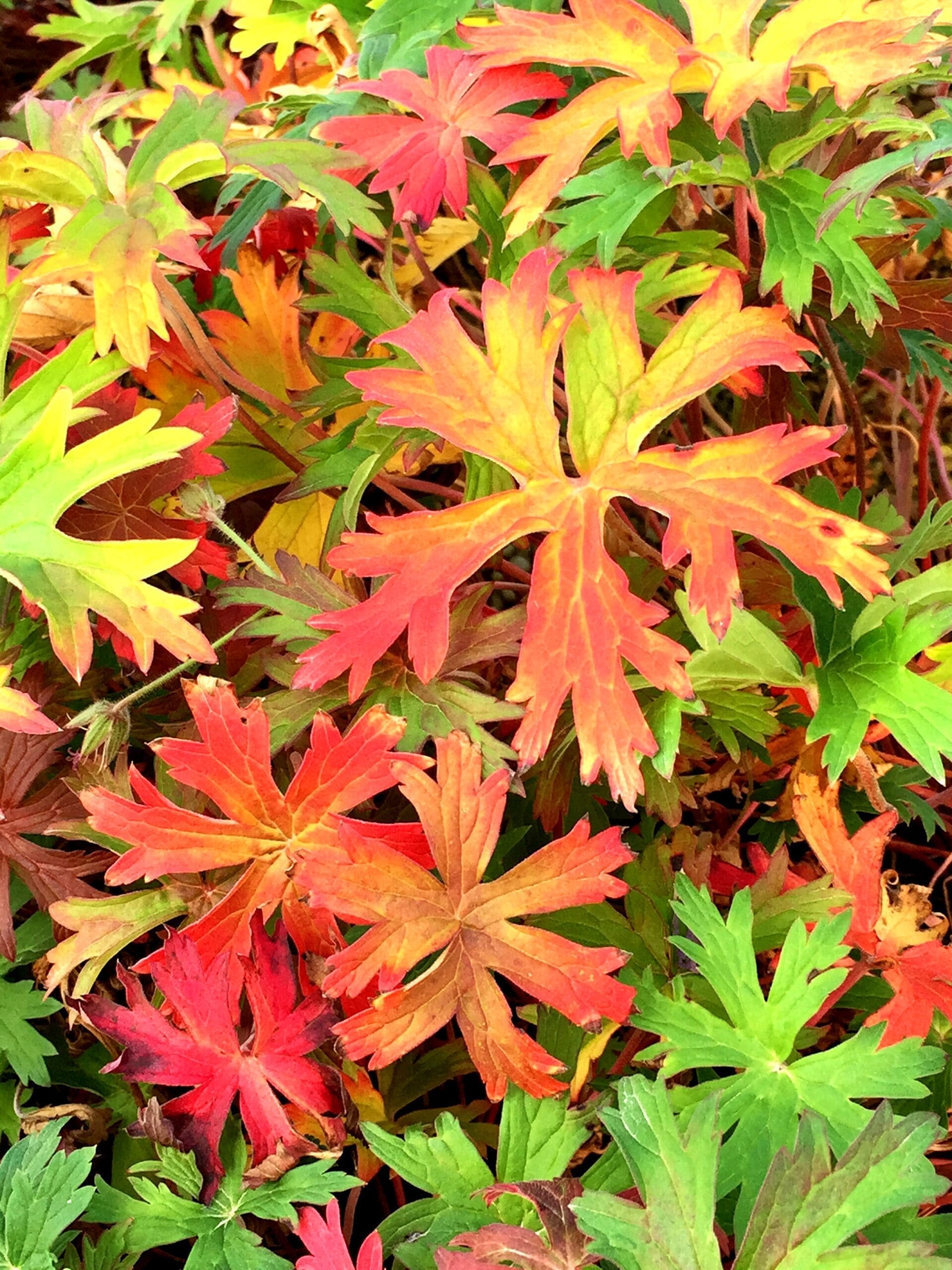 fall cleanup north shore