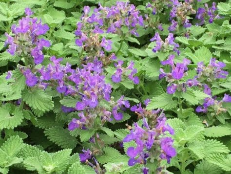 nepeta little titch (3)