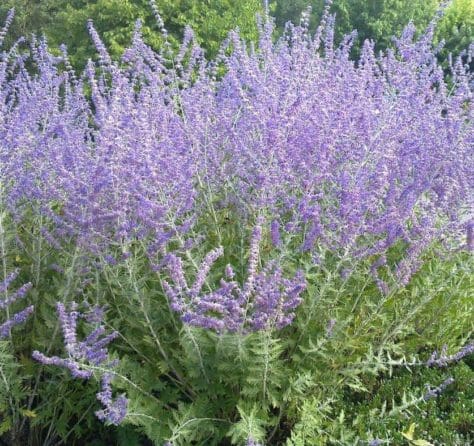 perovskia little spire