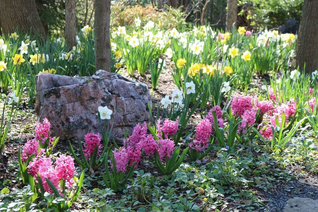 Let’s talk spring bulbs