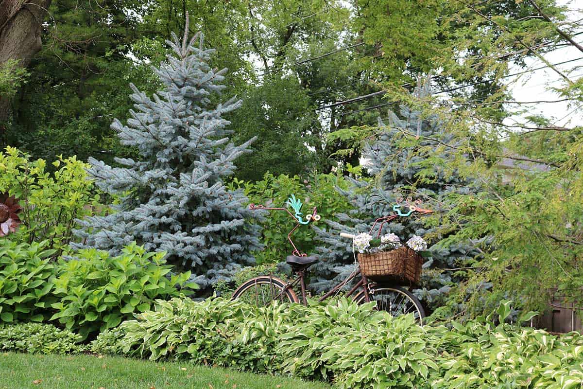 bicycle-garden-art-blue-spruce-backdrop bicycle-garden-art-blue-spruce-backdrop