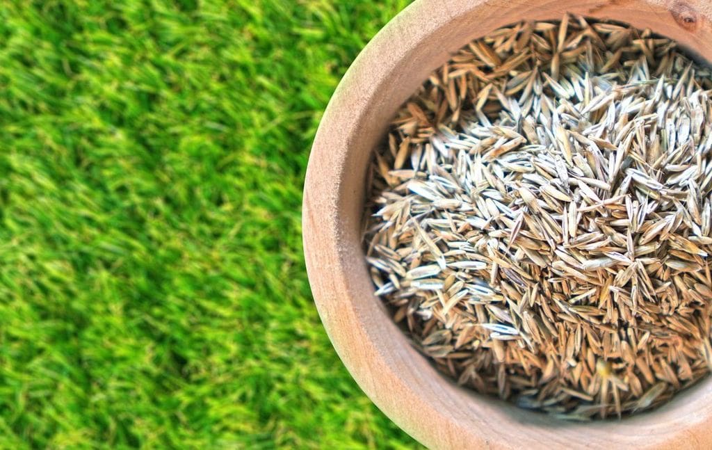 Benefits of overseeding your lawn