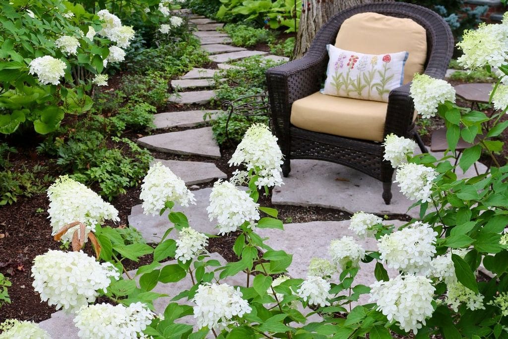 What Hydrangea Where?