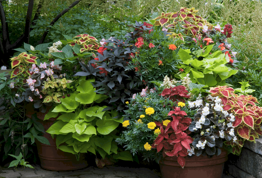 Colorful, Vibrant Leaves