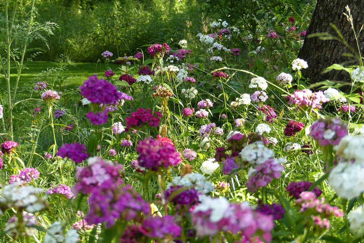 closeup of pink and white summer phlox
