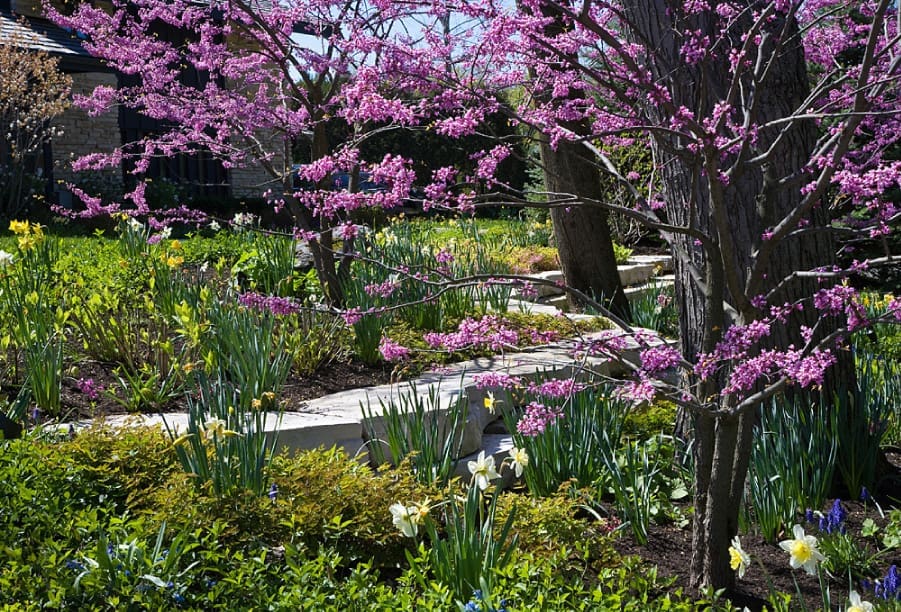 redbud tree with spring bulbs