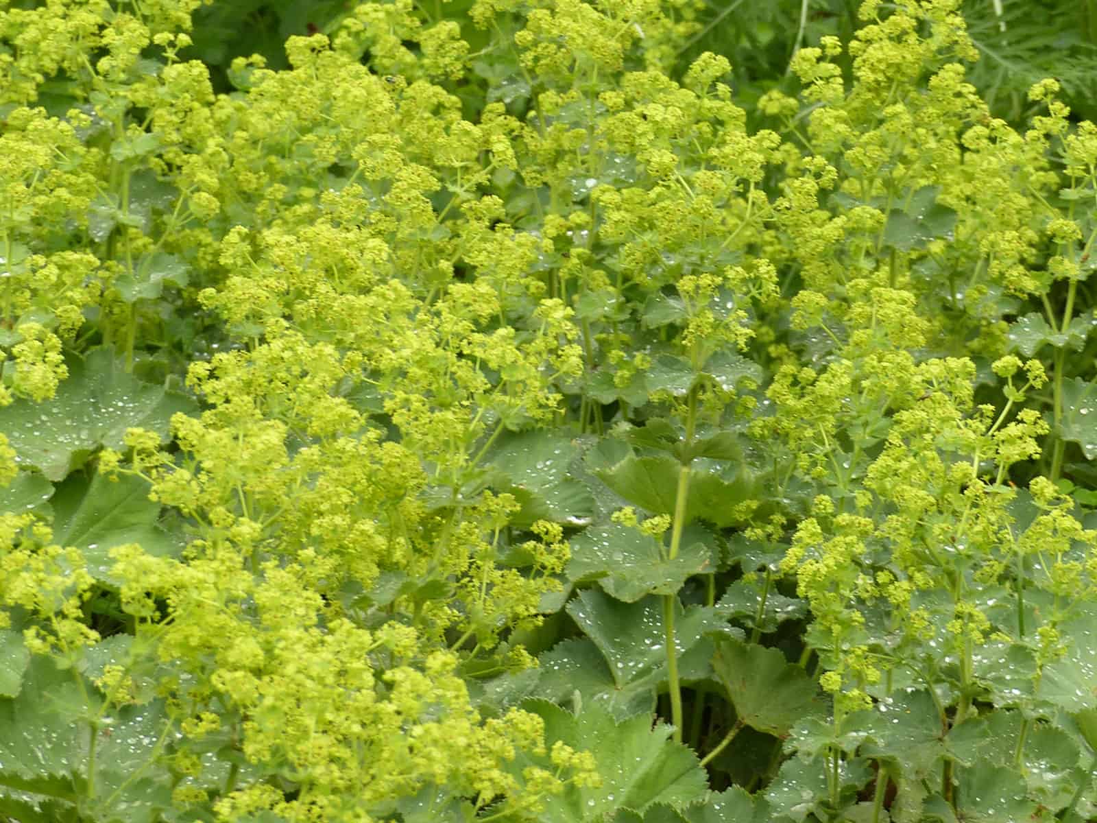 alchemilla-mollis-flower-detail