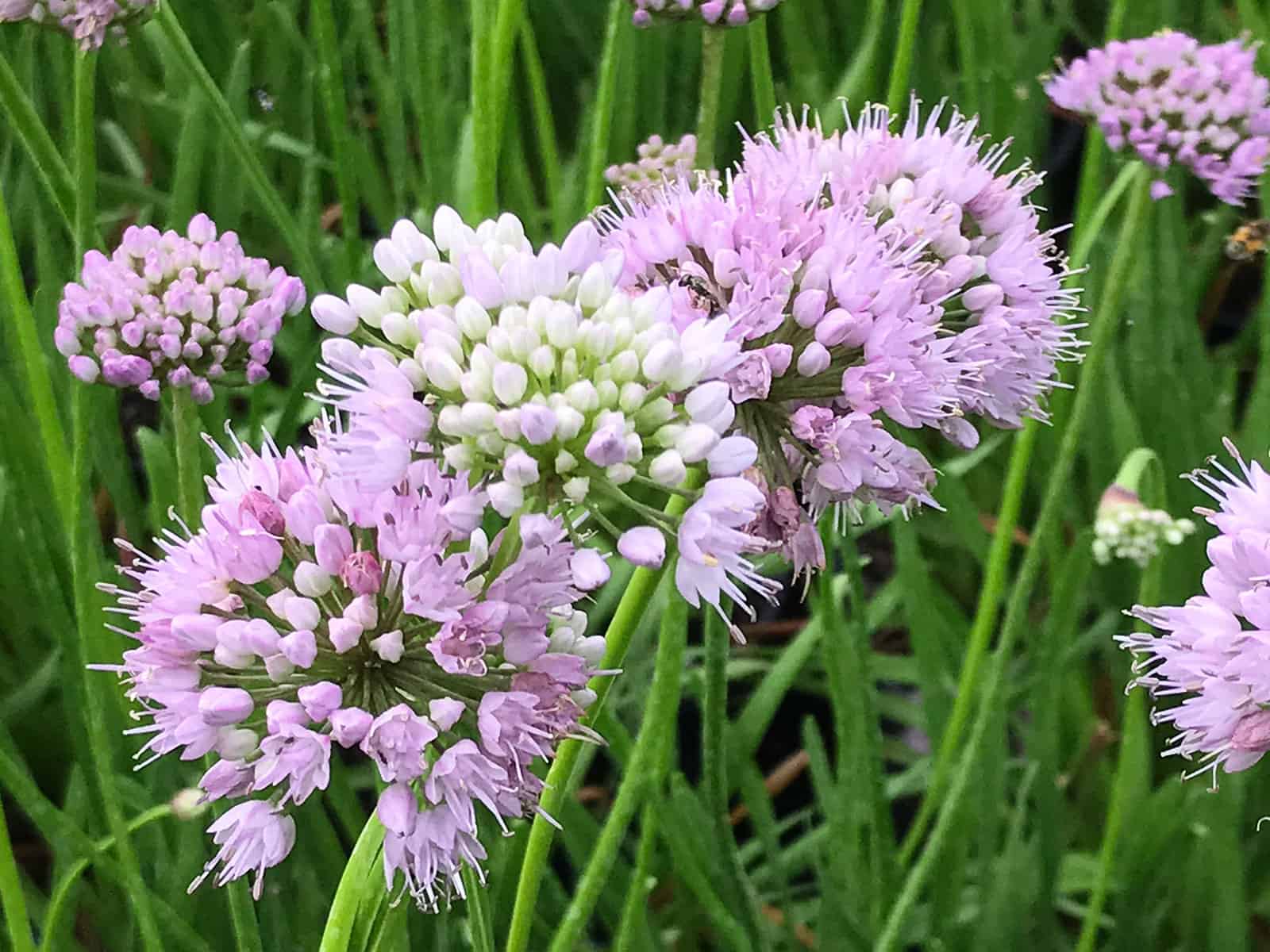 Allium ‘Summer Beauty’