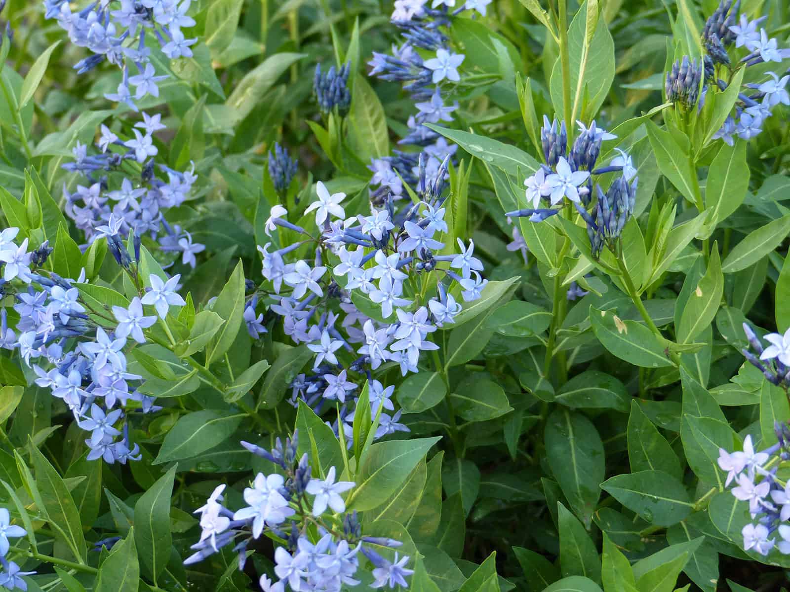 amsonia-blue-ice-flower-detail
