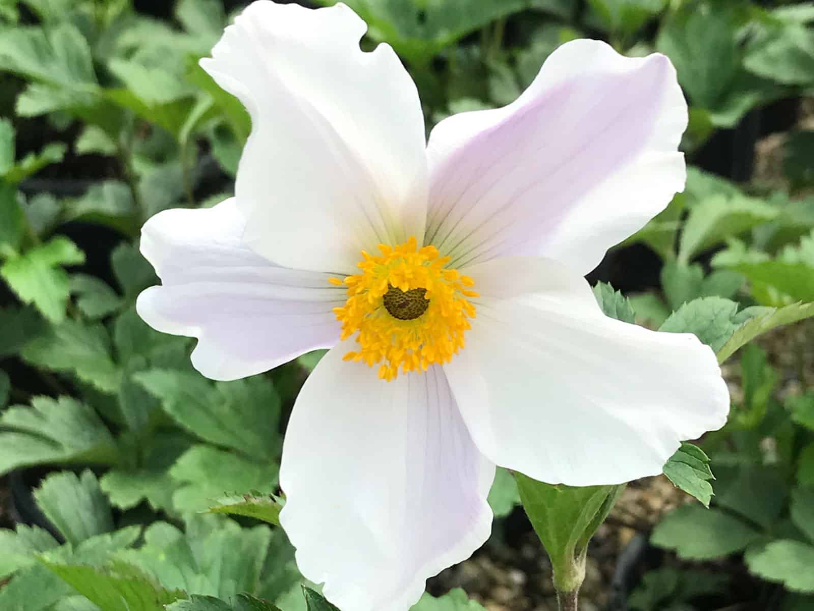 anemone-wild-swan-flower-detail