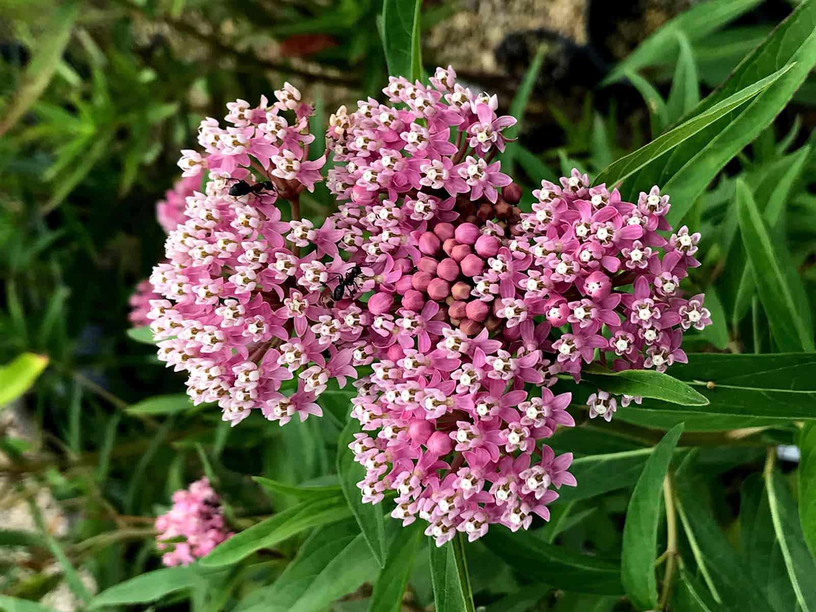 asclepias-cinderella-flower-detail