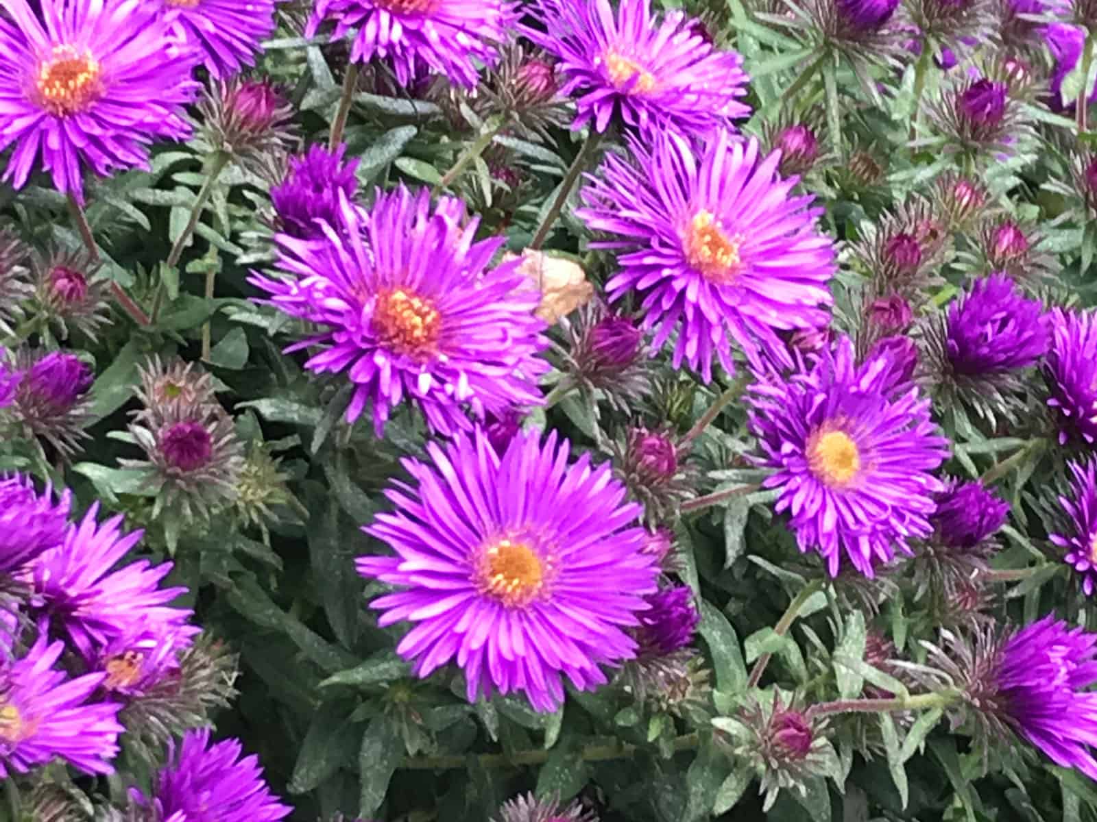 aster-purple-dome-flower-detail