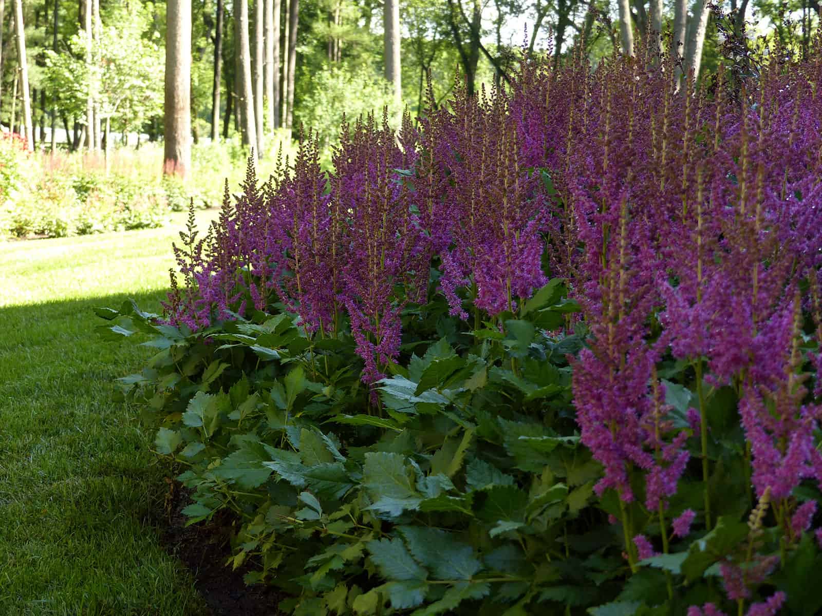 astilbe-purpurkerze-habit