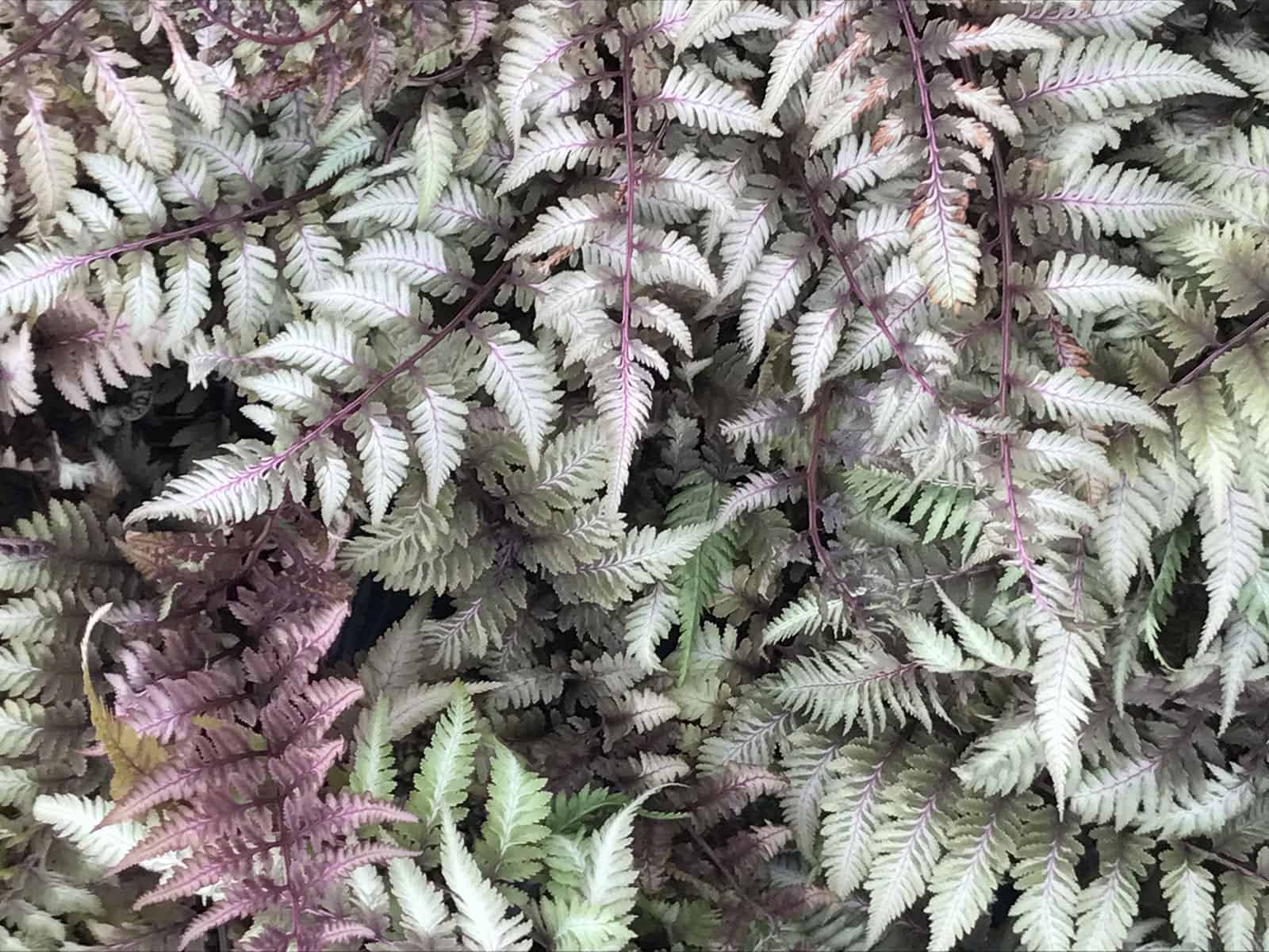 athyrium-pictum-leaf-detail