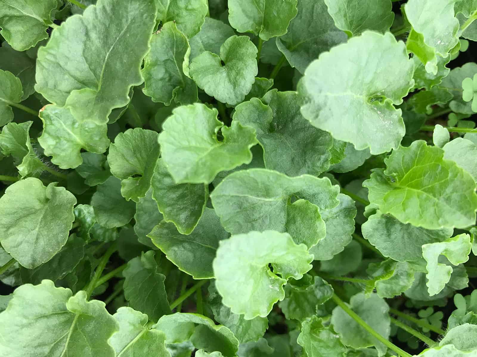 campanula-blue-clips-leaf-detail