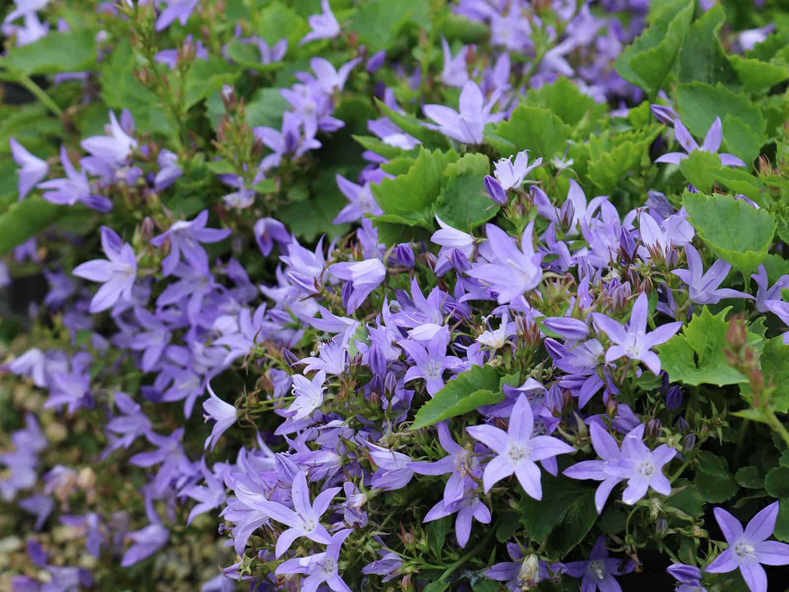 campanula-blue-waterfall-flower-detail