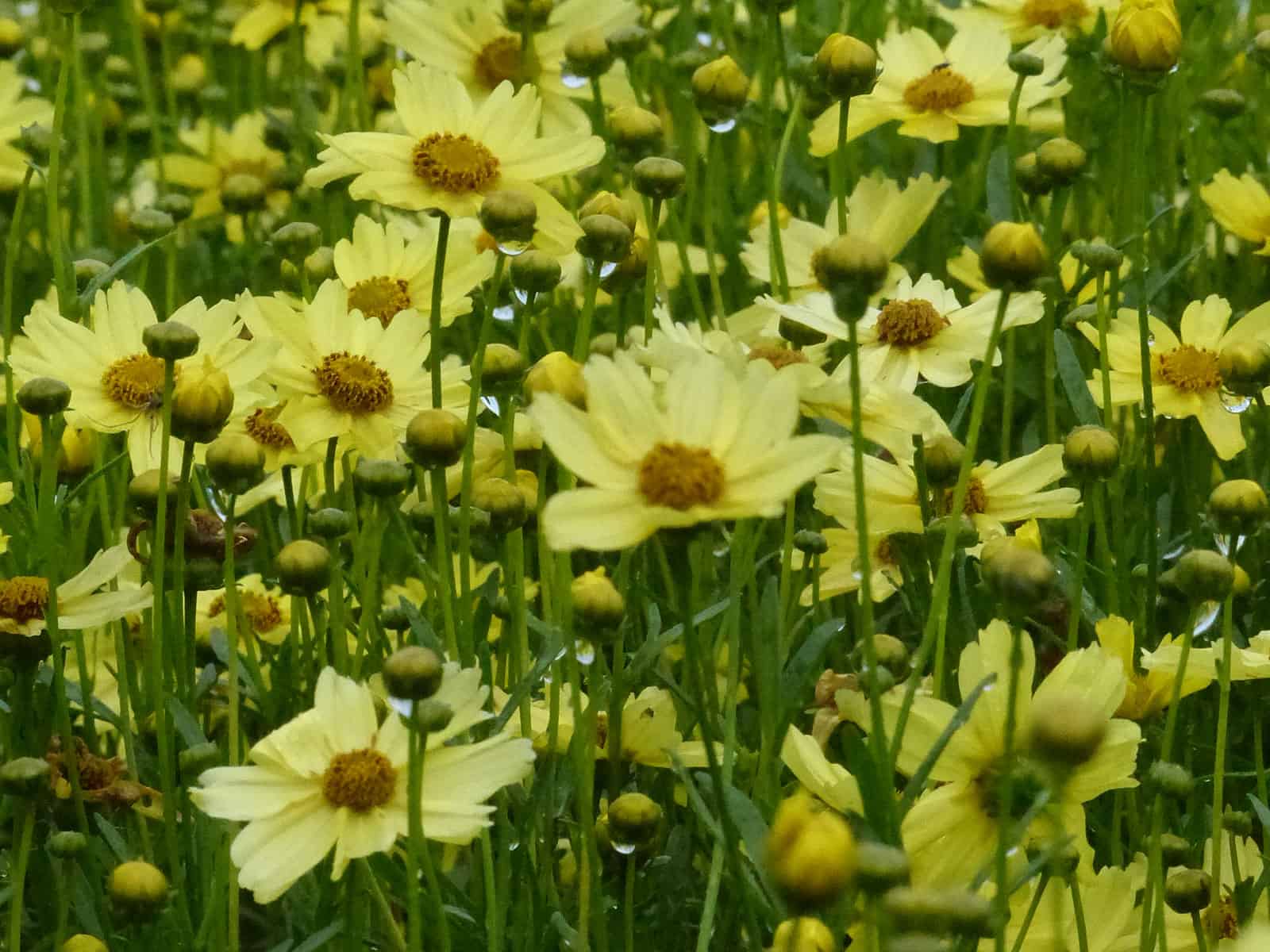 coreopsis-creme-brulee-flower-detail
