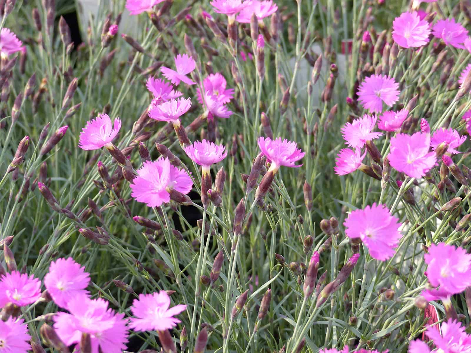 dianthus-firewitch-habit
