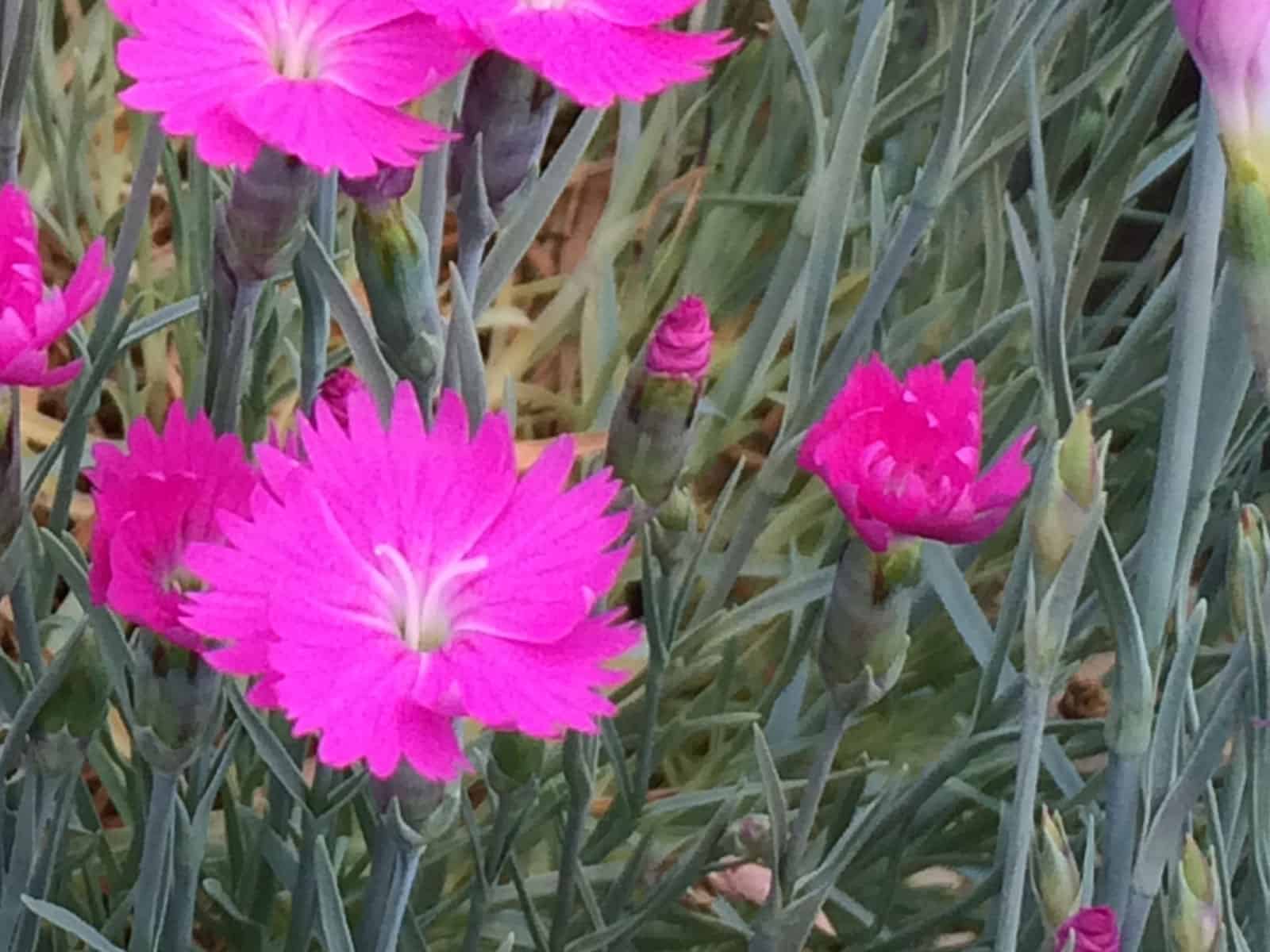 dianthus-firewitch-leaf-detail