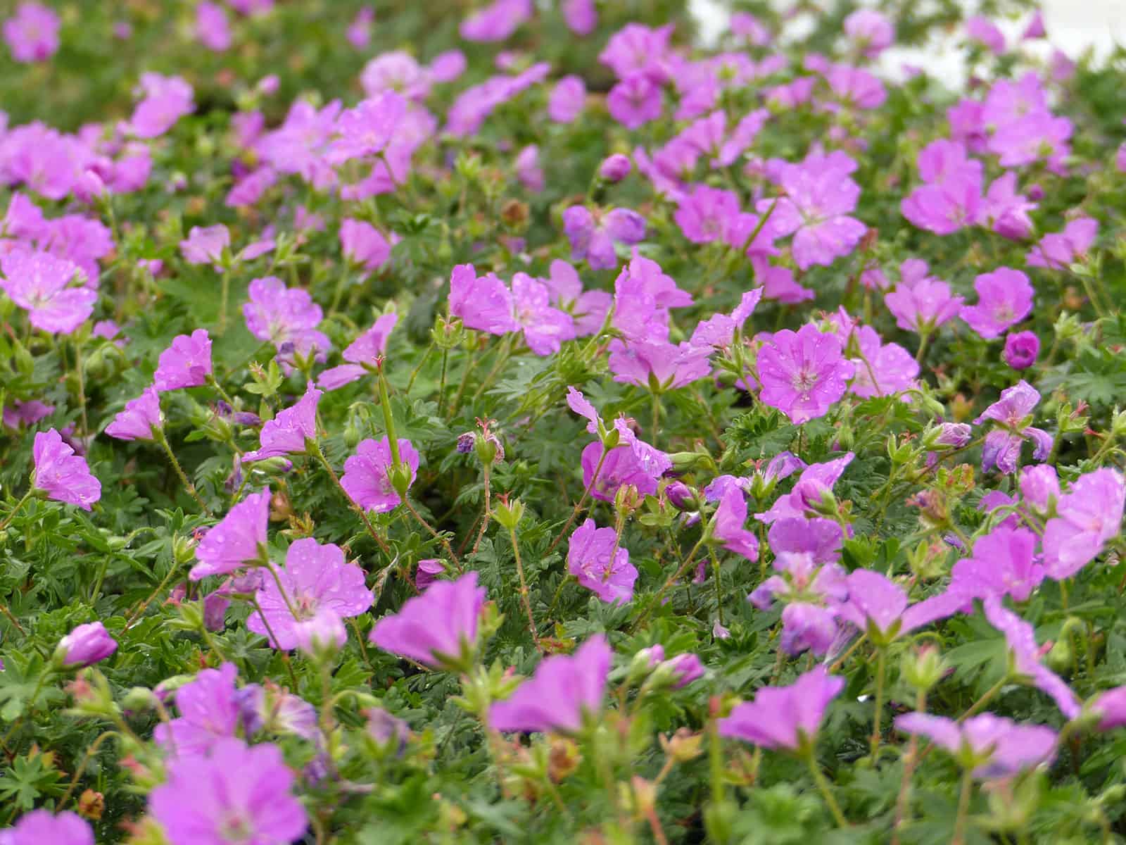geranium-max-frei-habit