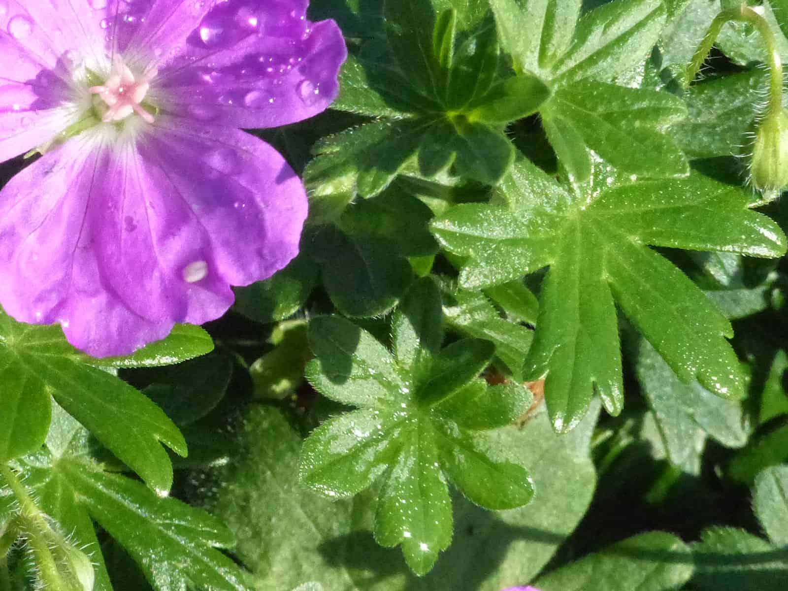 geranium-max-frei-leaf-detail