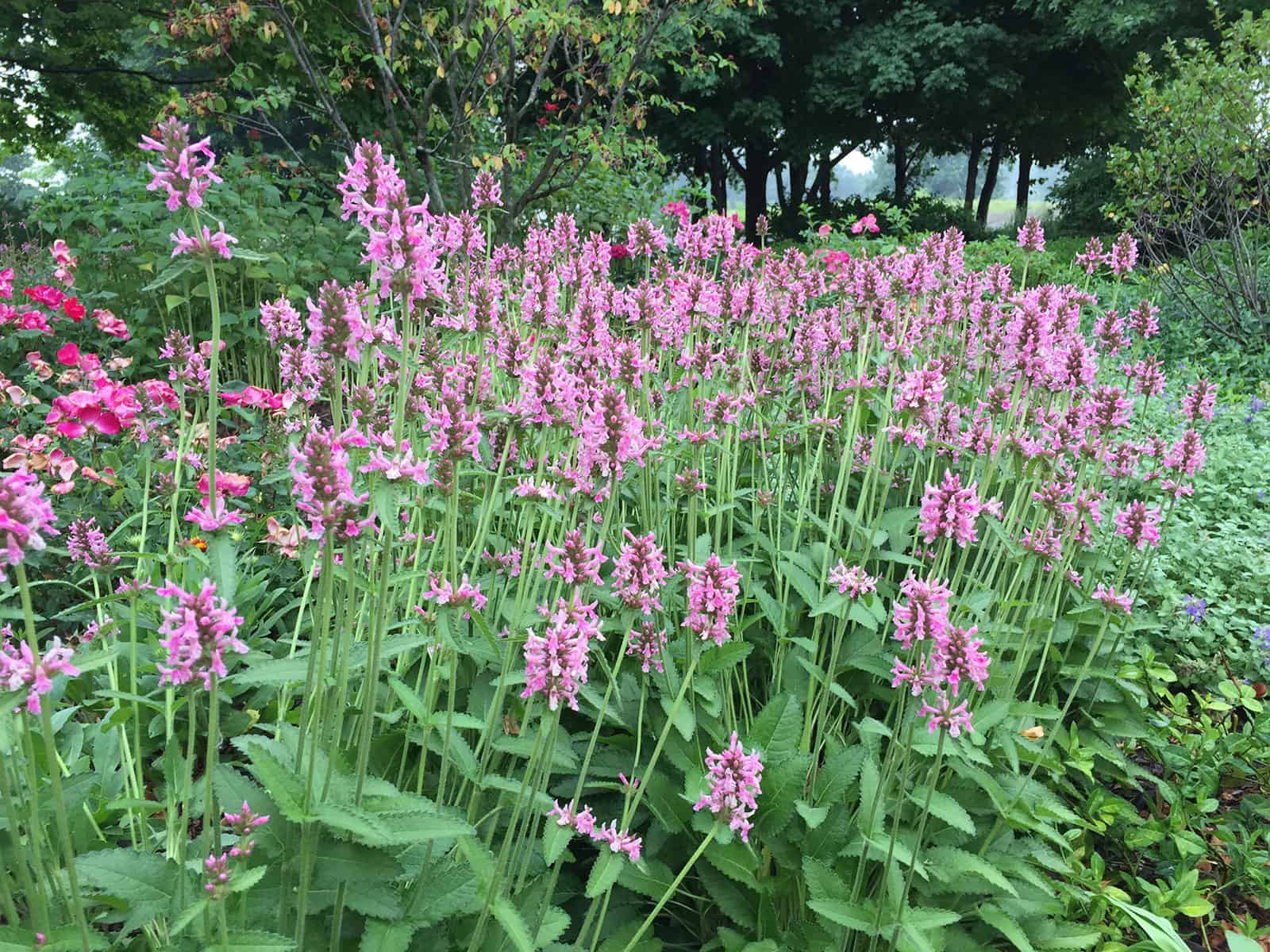 stachys-pink-cotton-candy-habit