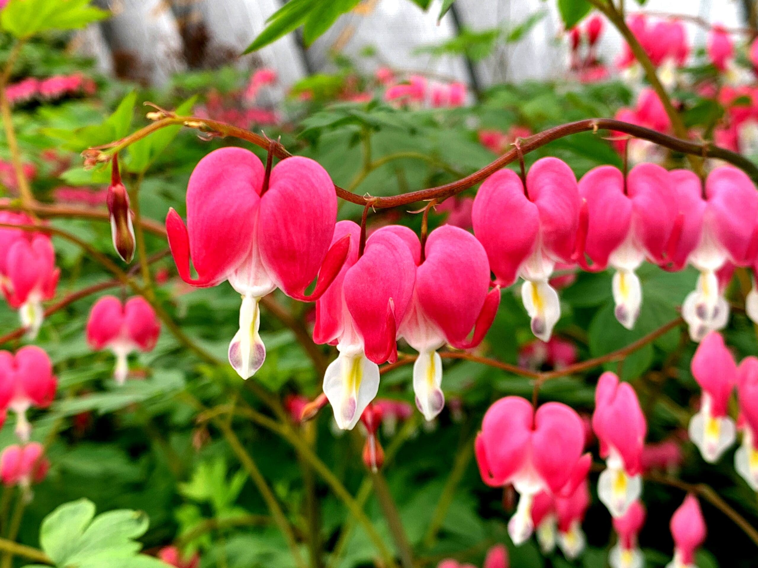 landscape design north shore