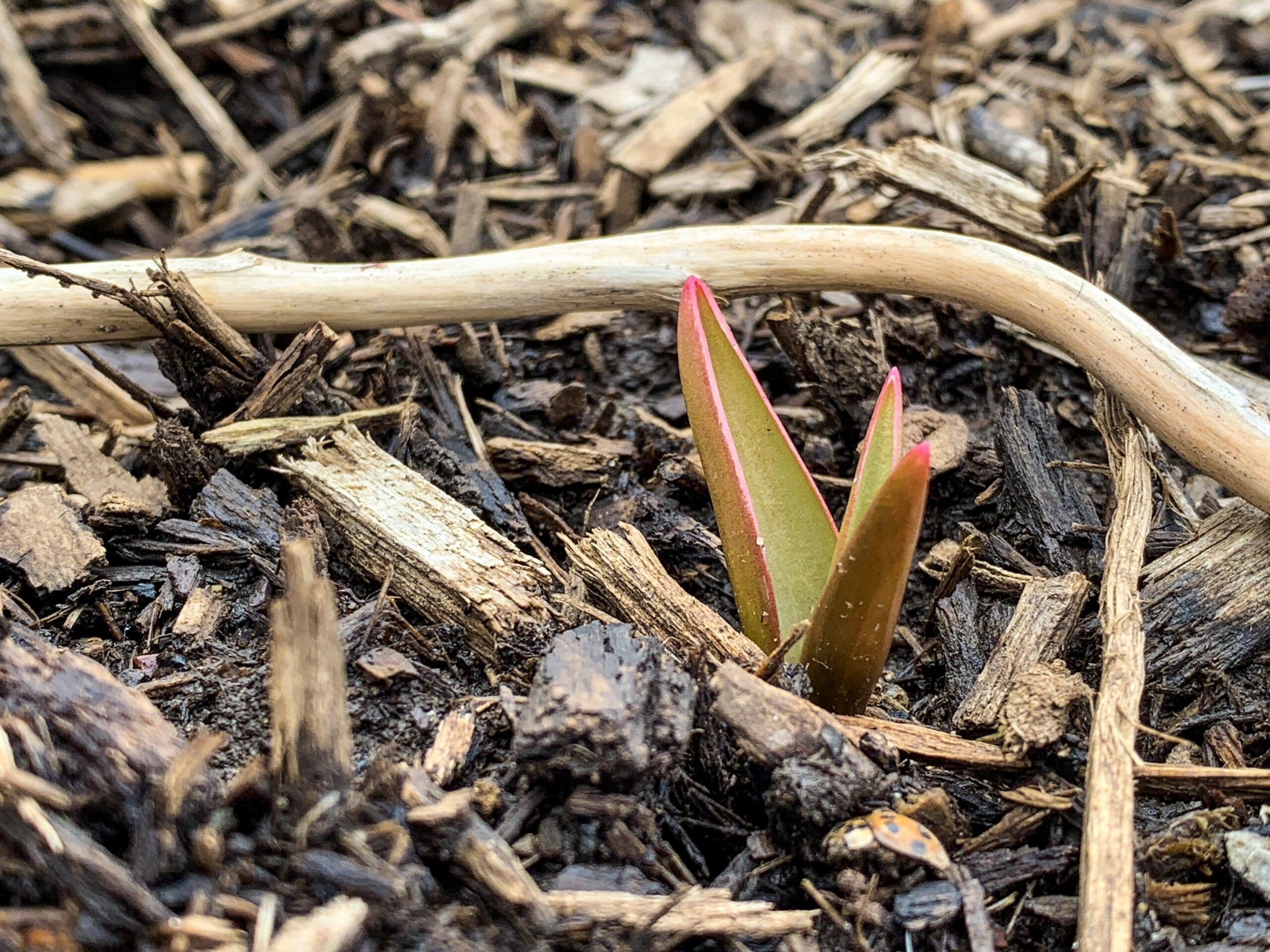 landscape design company winnetka