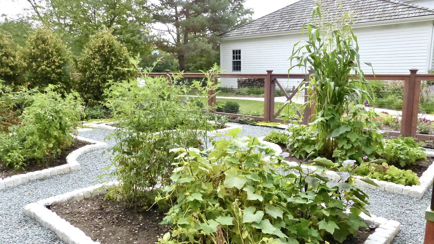 Raised vegetable beds with tomatoes, cucumbers, and corn inside a fenced garden in Green Oaks