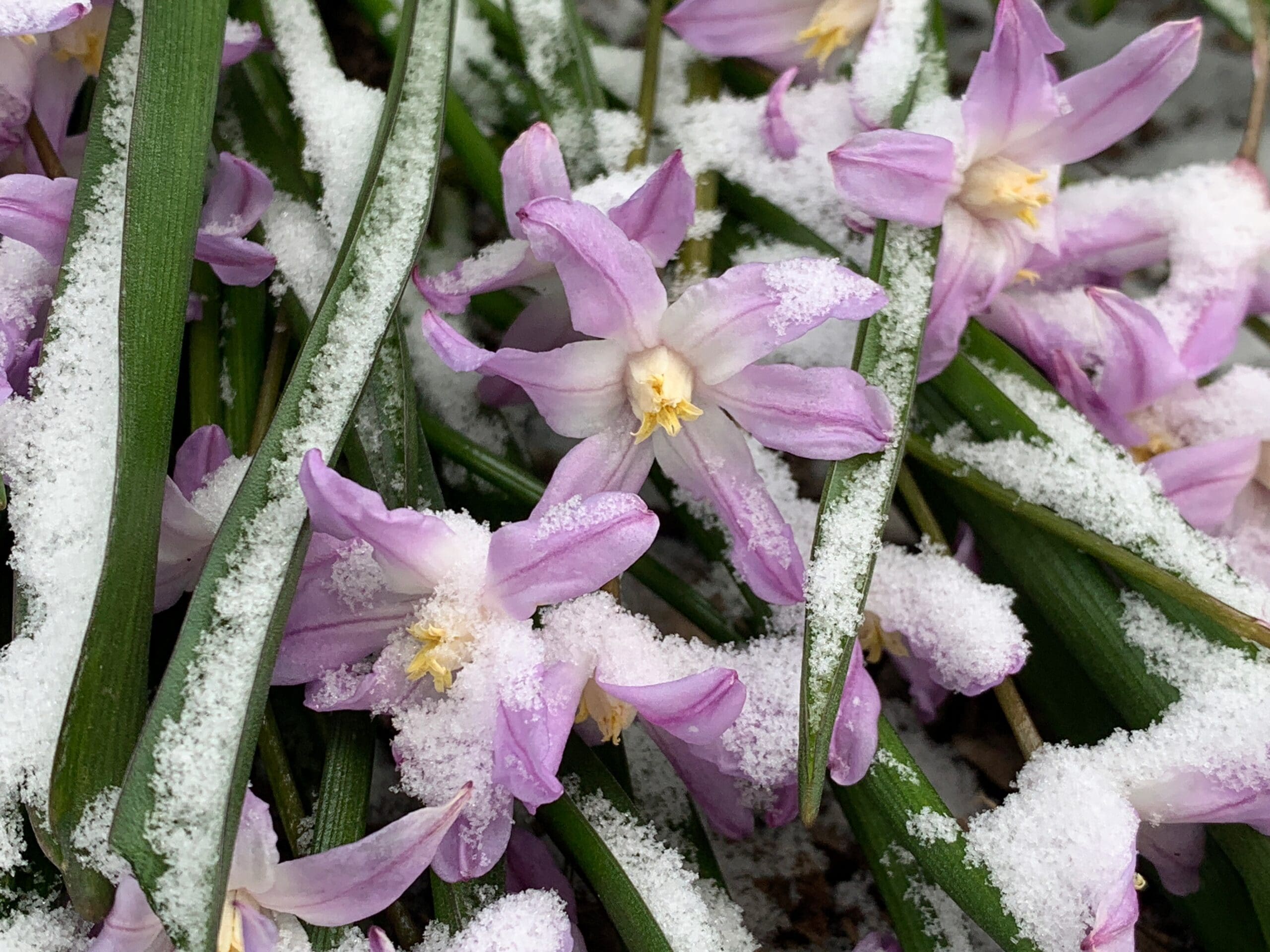 Winter Greens and Containers: Using Evergreens, Holly, and Winter Berries in Planters for Year-Round Curb Appeal