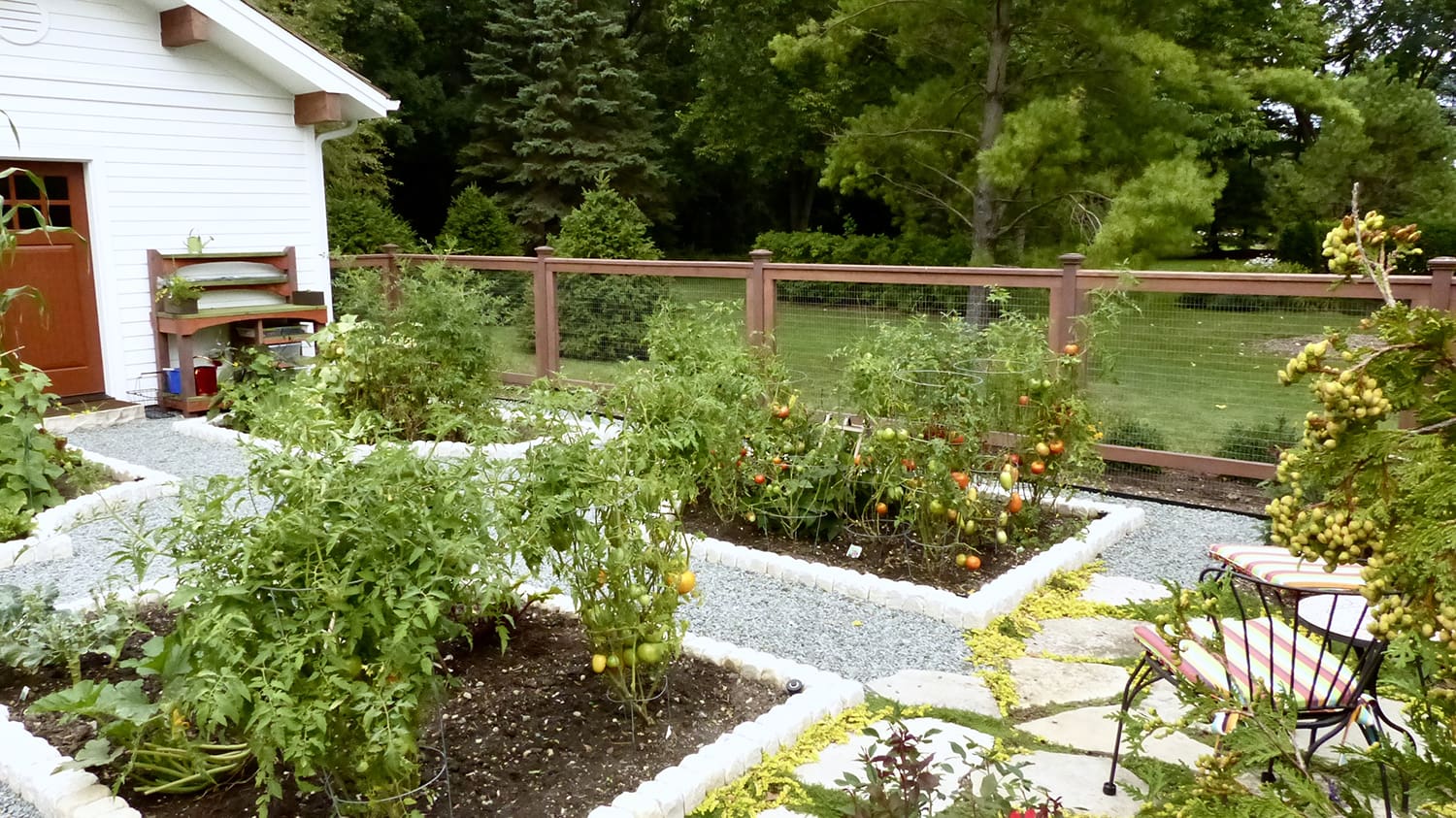 Tomato plants and raised vegetable beds near a white garden shed inside a fenced landscape in Green Oaks